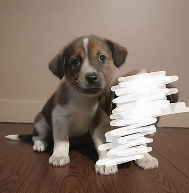 Другие животные: 2 месяца, Самец — 4