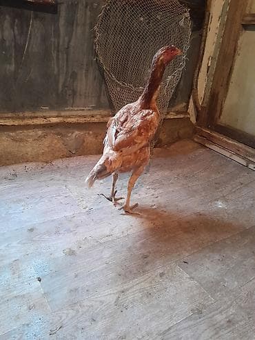 sumatra toyuq: Sarı kül quyruq kül qened feredi mayn 2 si cixiblar real alıcilar — 2