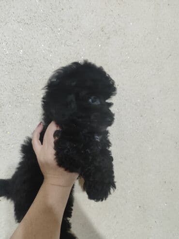 той пудель цена: Pudel — 2