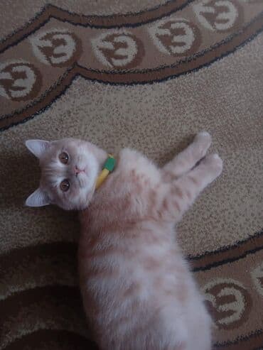 купить британская шиншилла: Шиншилла, Самец, Самовывоз, Платная доставка — 2