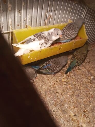 ayliq 10 azn internet: Biri 9 manat Rengbereng papuqaylar — 9