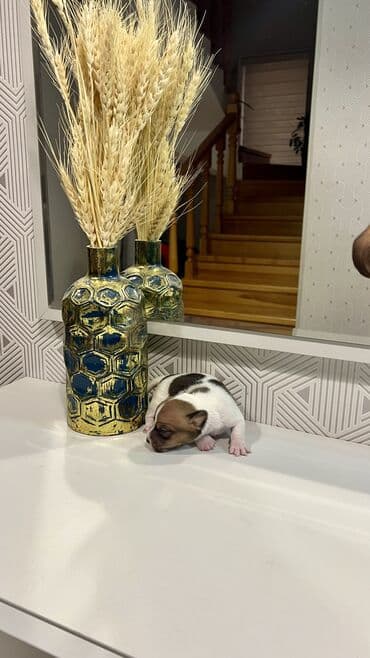 bala it satışı: Cek rassel teryer, Dişi, Ünvandan götürmə — 8