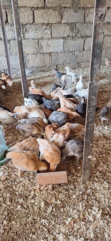 cücə alıram: Toyuq cücələri, Damazlıq — 3