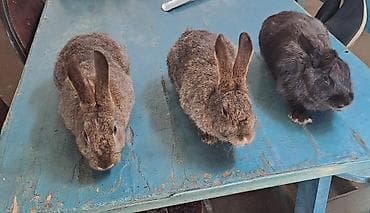 dekorativ dovşan: Satılır: dekorativ dovşan balaları - Növlər: müxtəlif rəngdə — 1