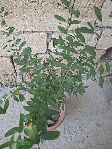 budda: Qabda nar tingi (Punica granatum) Gülövşə nardır. Al qırmızı iri — 2