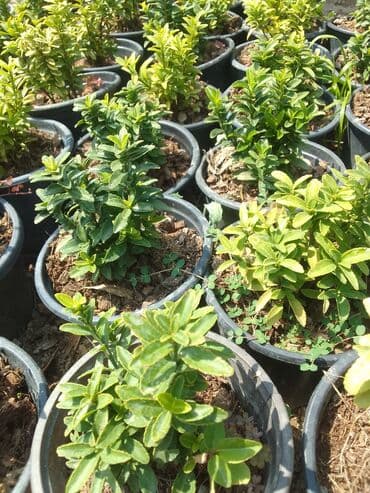 Digər bitkilər: Şimşad bitkisi bağlar, parklar və landşaft dizaynında geniş istifadə — 6