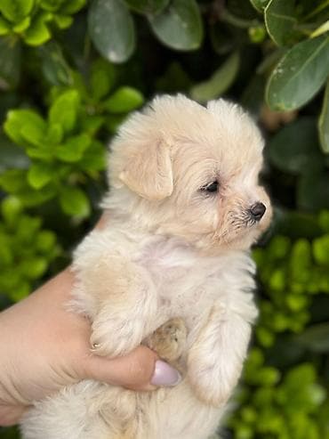 ит мурун: 3 месяца, Самка, С прививками, Самовывоз — 6