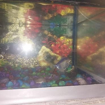 akvaryum qiymetleri: Arxa şüşesinde çat var kleylemişem prablem yaratmıyıb içində 1 ədəd — 2