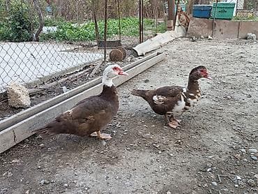 mandarin ordek: Dişi, | Lal ördək, Ətlik, Ünvandan götürmə — 2