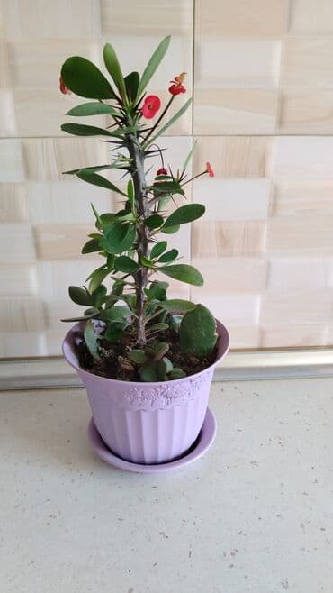 ağacların dərmanlanması: Otaq bitkiləri — 17