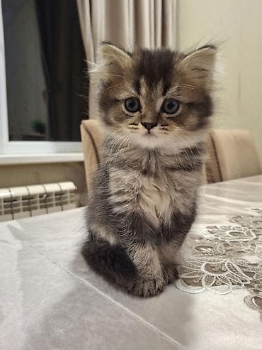 pişik eşyalari: Erkək pişik. oynağan mehriban pişikdir. 100 azn ata gold şinşilla ana — 2