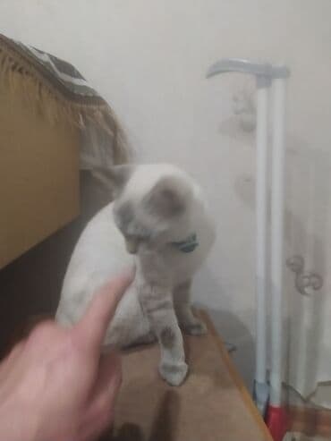 cins inəy: Məhsul: Ev pişiyi

Təsvir:
Siyamski pisik 7ayliq — 2