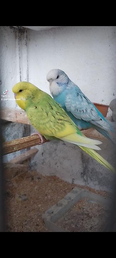 qurdbasar balası: Tutuqushu Tam saglam 1 ayliq balalar 30 40 azn — 2