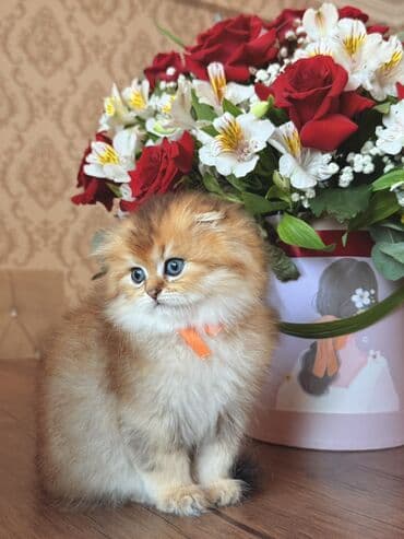 ingilis setter it cinsinin digər adı: Qızıl şinşilla, Dişi — 4