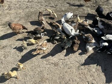 kuban ördek: Salam Aleykum Satılır Ördək Qaz Ördək Cücəsi Toyoq 36 Ədəd Lal Ördək — 8