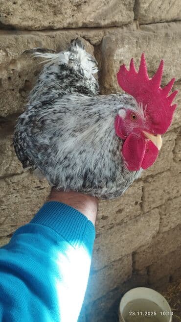 cücə satışı 2023: Salam Alekum. Temiz qan xarkovdu qiymet sondu catdirilma yoxdu — 3