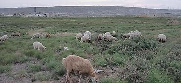 bala qoyun: Salam her kese unvan balaxani kendi 39 baw heyvandi 14 quzu bidene qoc — 4