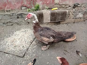 Akvariumlar: Salam krasnadar sortu təmiz qan erkəydi sonu 50 azndi qiymətə görə — 3