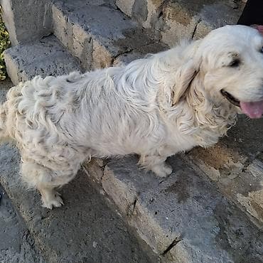 Retriever, 1 il, Erkek, Peyvəndli — 2
