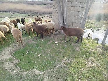qoyun qiyməti: Qoyun sürüsü – qarışıq rənglərdə 40 quzudu 32 erkek 8 dişi biri 220 — 5