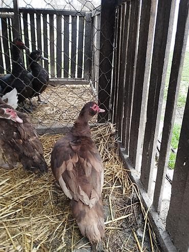 quş satışı: Qırmızı öküz krasnadarlar 4 dişi — 2