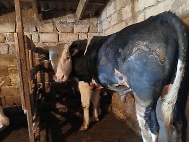 Gəmiricilər: Dana, buzov, Erkək, Simental, ay: 1, 220 kq, Ətlik, Ünvandan götürmə — 7