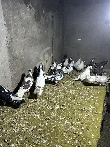 Pişiklər: Tergzmeler — 1