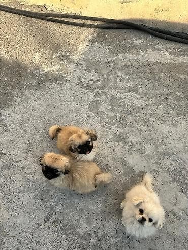 ev iti satisi: Pekines, 1 ay, Erkek, Peyvəndli — 5