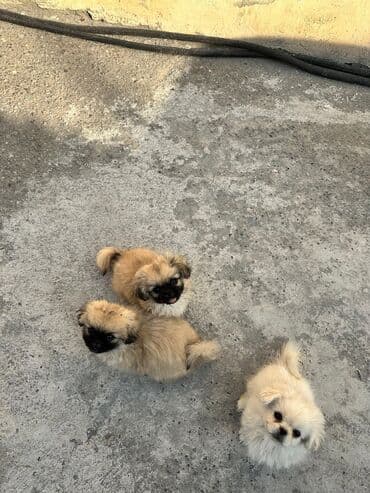 it yuvasi: Pekines, 2 ay, Dişi, Peyvəndli, Rayonlara çatdırılma — 9