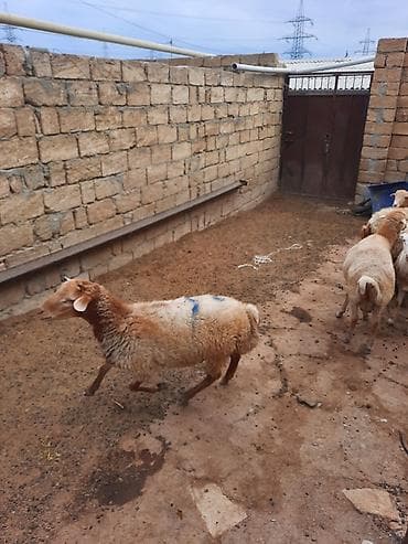 coban iti adları: Quzu və qoyunlar – yerli ətlik sürü - Növ: yerli ətlik qoyunlar — 2