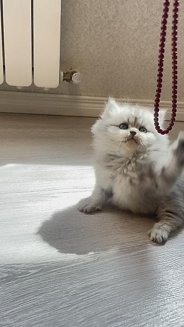 pisiy adlari: Erkək, Yaxşı əllərə, Ünvandan götürmə — 1