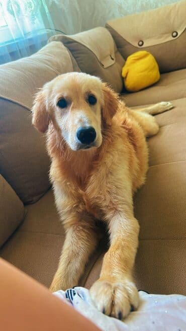 отдам собаку в хорошие руки: Ретривер, 6 месяцев, Самец, С прививками, Самовывоз — 1