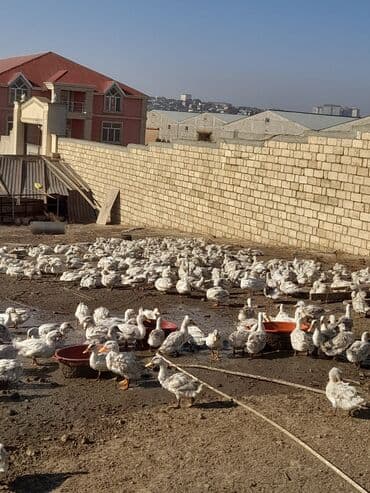 ördəkləri: Məhsul: Ağ ördəklər (təsərrüfatdan) Təsvir: - Açıq həyətyanı sahədə — 4