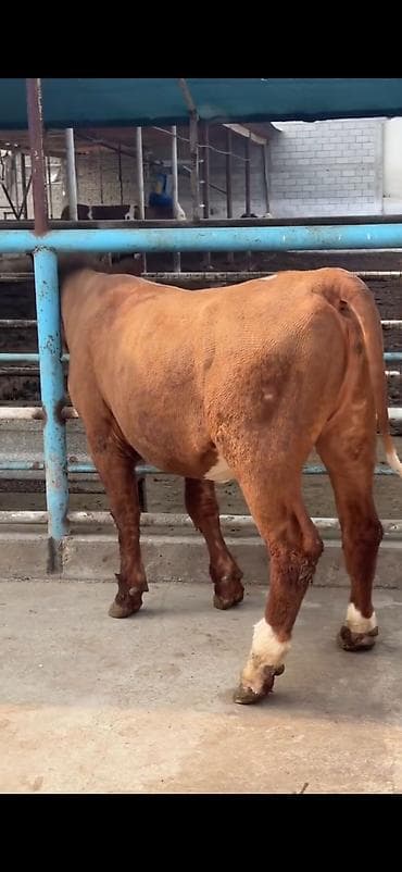 ordək balası və cucə: Oz təsərrüfatmdan satiram 6 ayliq temiz simental duge disi — 6