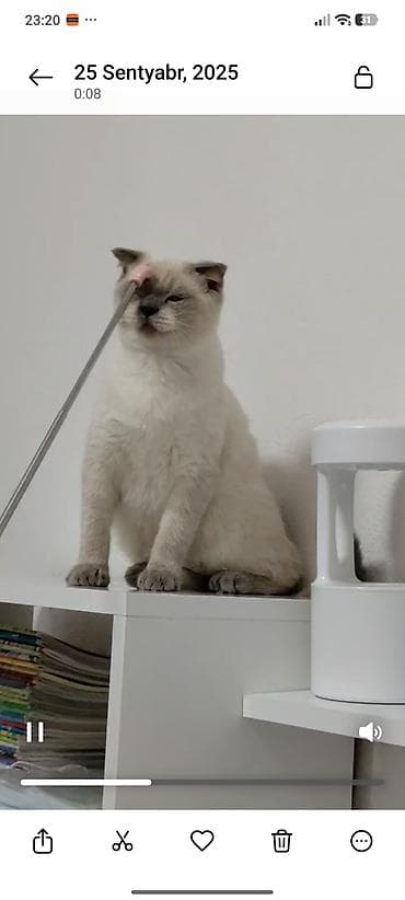 mingəcevir pişik: Şotland yastı qulaq — 6