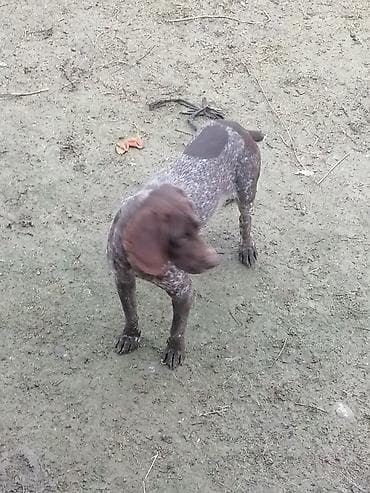 pulsuz heyvan: İtlər — 5