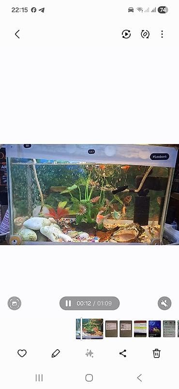 Akvaryum komplekti – dekorativ balıqlar və avadanlıqlarla - Şüşə