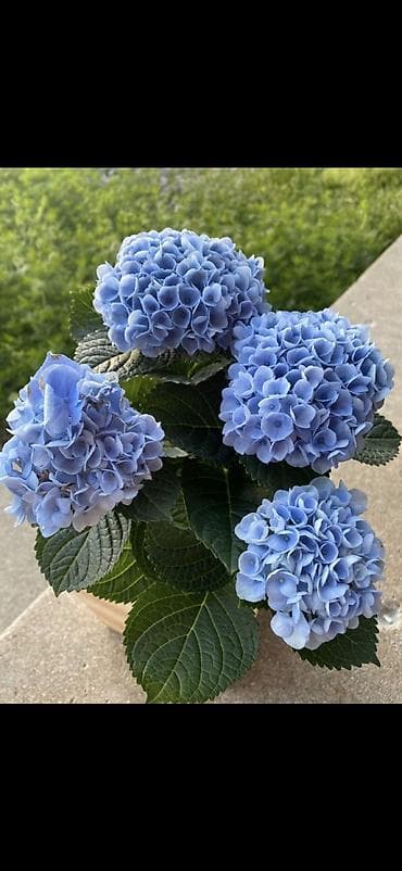 yaz gulləri: Məhsul: Saksıda hortensiya (Hydrangea) - Rənglər: mavi, bənövşəyi — 2