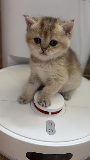 pişik qiymətləri: Britan, Dişi, Cütləşmə üçün, Pulsuz çatdırılma — 1