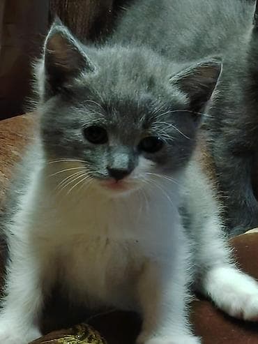 pisik yemeyi: Britan, Erkək, Dişi — 7