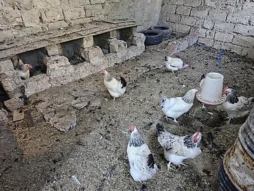ev qusdari: Toyuq, Yumurtalıq — 3
