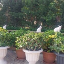 Digər bitkilər: Başlıq: Dibçəkdə Hibiskus Dekorativ Otaq Bitkisi Təsvir: - Güllər — — 5