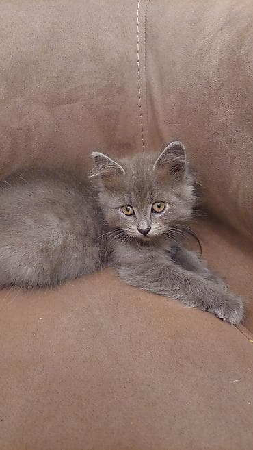 Britan, Dişi, Yaxşı əllərə, Ödənişli çatdırılma