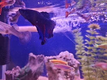 Dördbucaq akvarium, Balıqlarla birlikdə, 40 l