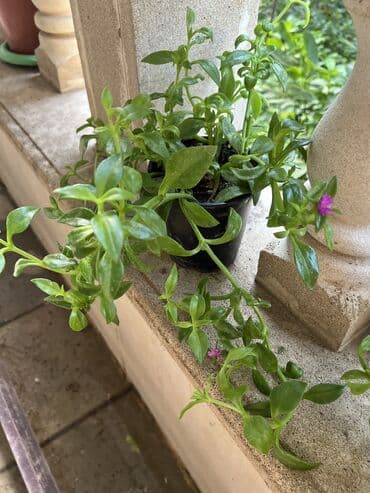 продажа комнатных растений: Her nov guler var endirimnen verecem Gencedi istiyen yazsin satiş — 11