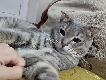 Tabbi, Yaxşı əllərə — 7