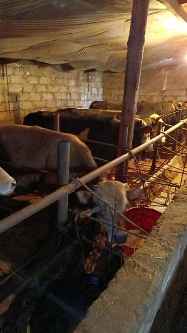 cins inek: Inəklər, öküzlər — 10