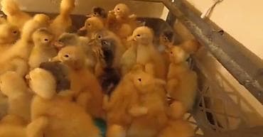 lavanda ördək: Dişi, Damazlıq, Pulsuz çatdırılma — 1