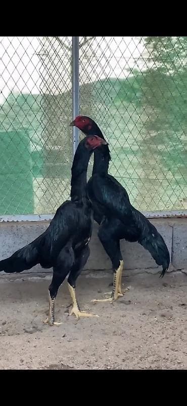 quşlar: Cins: Uzunboylu, döyüş tipli Asil/Şamo xəttindən qara rəngli xoruzlar — 1