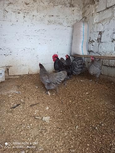 balonka it satilir: Toyuq, Australorp, Damazlıq, Ünvandan götürmə, Ödənişli çatdırılma — 3